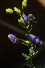 Obraz premium bee on flower