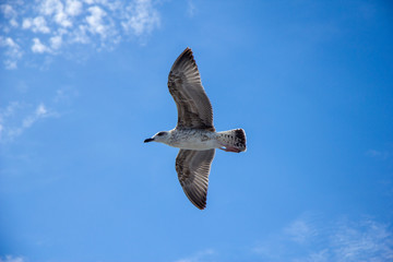 seagull in flight