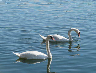 Cygnus olor. Cygnes blancs tuberculés nageant sur le Rhin