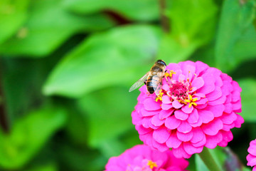 Fototapeta premium bee on beautiful pink flower close up