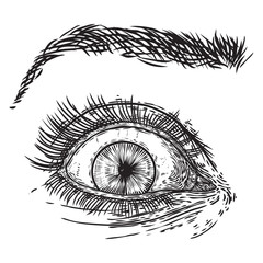 Hand drawn woman eye with iris, eyebrows and full lashes. Makeup salon design element. Vector.
