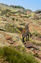 Male mountain goat in Sierra de Gredos mountain range, Avila