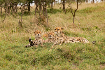 mother and juvenile cheetahs in masai mara kenya