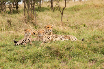 family of cheetahs lying in the grass