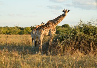 Giraffe in africa