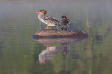 Common merganser (North American) or goosander (Eurasian) (Mergus merganser) mother and baby