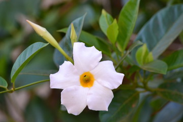 white flower on green background