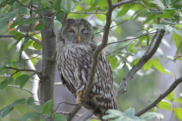 Chouette de l'Oural (Strix uralensis)