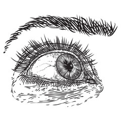 Obraz premium Hand drawn woman eye with iris, eyebrows and full lashes. Makeup salon design element. Vector.