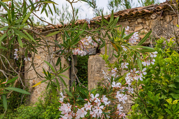 Old, abandoned ruin behind a white flowering oleander bush