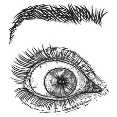 Hand drawn woman eye with iris, eyebrows and full lashes. Makeup salon design element. Vector.