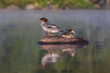 Common merganser (North American) or goosander (Eurasian) (Mergus merganser) mother and baby