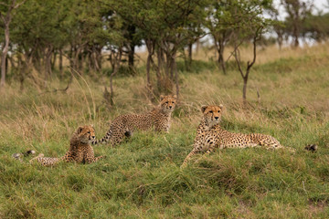 family of cheetahs