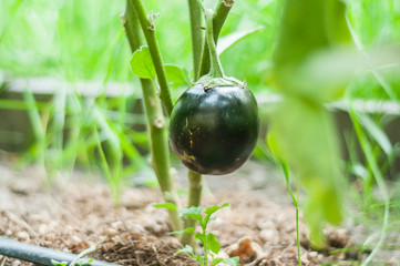 Little eggplant grows on a bush. Home garden with plants. environmentally friendly product with vitamins.