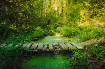 Old wooden bridge over a forest river in duckweed at sunset