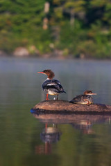Common merganser (North American) or goosander (Eurasian) (Mergus merganser) mother and baby