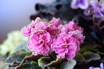 Pink violets in my garden