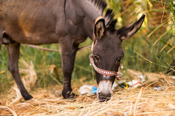closeup of a donkey in a hay field 