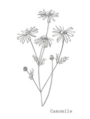 Chamomile. Collection of hand drawn flowers and plants. Botany. Set. Vintage flowers. Black and white illustration in the style of engravings