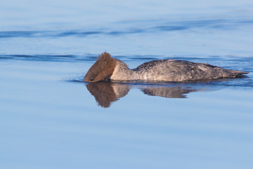 Common merganser (North American) or goosander (Eurasian) (Mergus merganser)