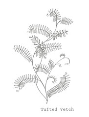 Obraz premium Branch of wild plant Vicia cracca. Tufted Vetch or Vicia cracca, vintage engraved illustration. Botanical illustration. Good for cosmetics, medicine, treating, aromatherapy, nursing, package design