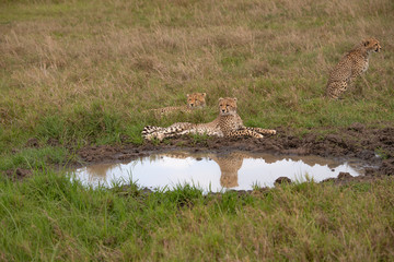 Cheetah at Water hole in the Masai Mara
