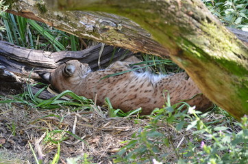 Lynx boréal couché sous un arbre (Lynx lynx)