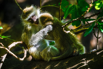 verspielte Meerkatzen