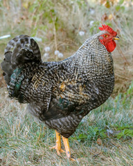 Barred Rock Rooster Close Up
