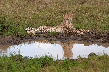 cheetah sitting at a waterhole in the Masai Mara