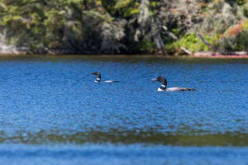 Common loon or great northern diver (Gavia immer) pair