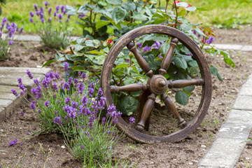 flowerbed in the garden