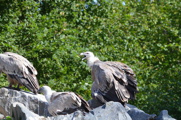 Vautour fauve (Gyps fulvus)