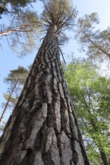 Fototapeta premium Baum aus der Froschperspektive