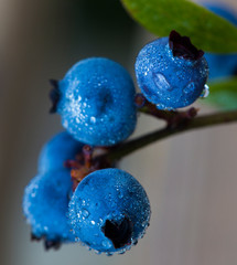 Wild Blueberries Vaccinium angustifolium, commonly known as the wild lowbush blueberry