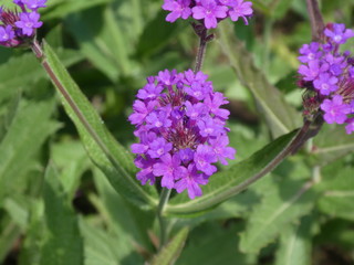 Flower with the sun on it