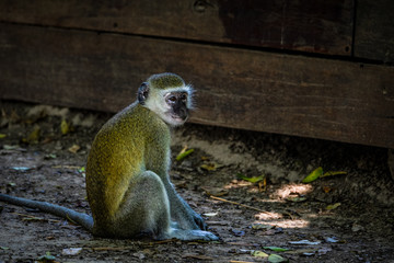 verspielte Meerkatzen