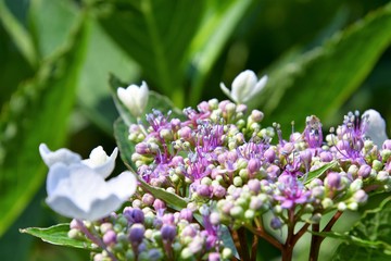 A closeup of Hydrangea in the garden. Victoria  British Columbia  Canada