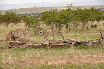 Cheetahs standing on a fallen tree