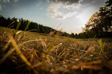 mowed field