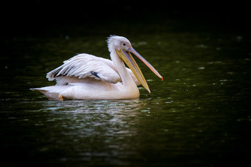 pelican