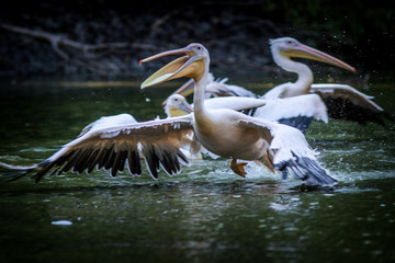 pelican