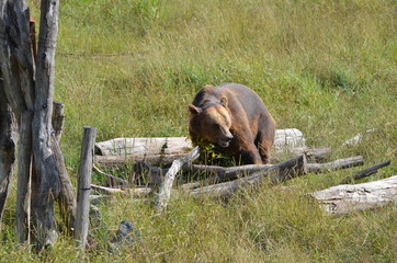 Ours brun male (Ursus arctos)
