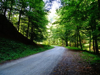 Obraz premium road in forest