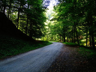 road in forest