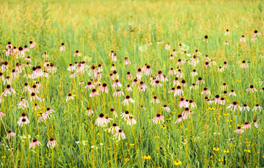 Black Eyed Susan Field