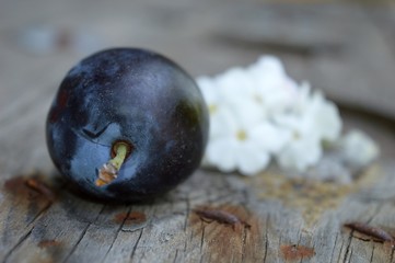 blue ripe plum and white flowers