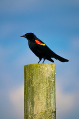 red winged blackbird on post