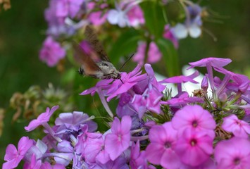 the insect flies past the pink flowers