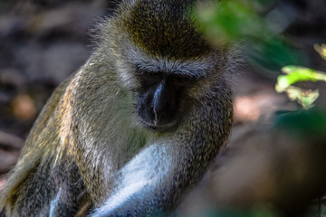 verspielte Meerkatzen